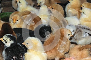 Group of newly hatched domestic chicks
