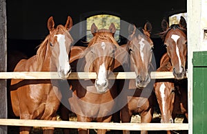 Group of nice thoroughbred foals looking over stable door