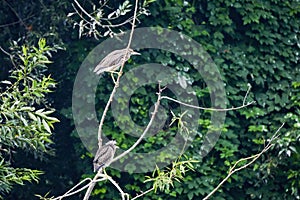 a group of night herons on the branches