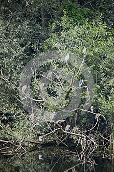 a group of night herons on the branches