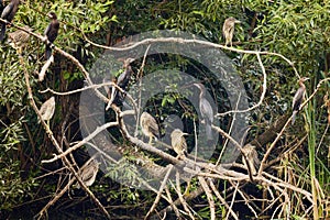 a group of night herons on the branches