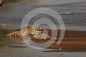 The group of Nile crocodiles Crocodylus niloticus lying on the sand in the luangwa river