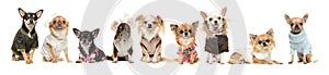 Group of nine chihuahua dogs wearing clothes isolated on a white
