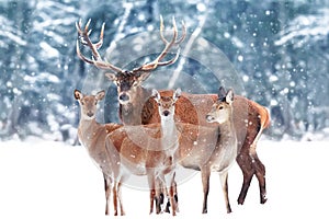 Group of  noble deer against the background of a beautiful winter snow forest. Artistic winter landscape. Christmas image.