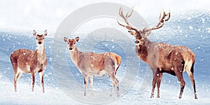 Group of noble deer in the snow. Christmas artistic image. Winter wonderland.