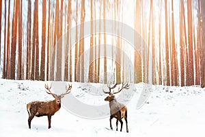 Group of Noble red deer in the background of a winter fairy forest. Snowing. Winter Christmas holiday image photo