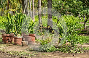 Group of nopal cacti, Parque EcoturÃÂ­stico. Zihuatanejo, Mexico photo