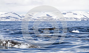 Group north floaters floating