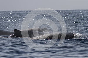 group of northern floaters that floats in the waters of the Pacific Ocean