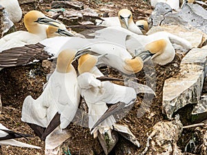 Group Of Northern Gannets