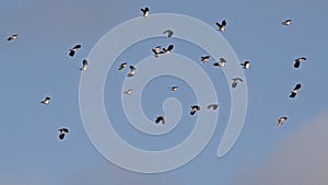 Group of northern lapwings flying