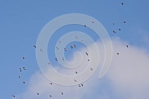 Group of northern lapwings flying