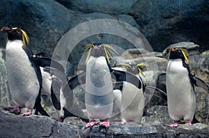 A group of northern rockhopper penguin with a menacing gaze and spread wings standing on the rocks and looking forward
