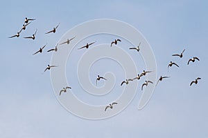 A Group of Northern Shovelers flying
