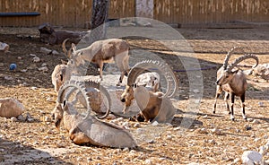 The group of The Nubian ibex