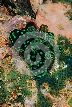 Group of nudibranch in Ambon, Maluku, Indonesia underwater photo