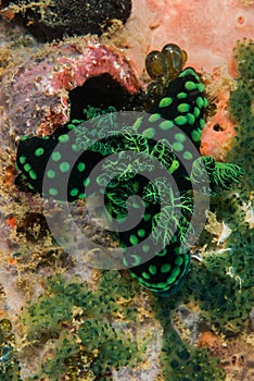 Group of nudibranch in Ambon, Maluku, Indonesia underwater photo