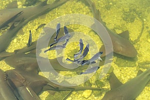 Nurse Sharks in Shallow Water by a Dock with Smaller Fish Floating Over Them in Key Largo Florida photo