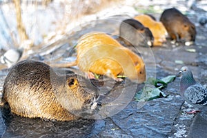 A group of nutria rodents feeding on leaves near the river