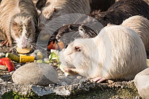 A group of nutrias eat vegetables, close up