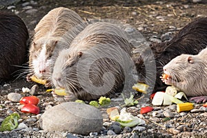 A group of nutrias eat vegetables, close up