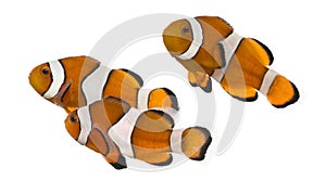 Group of Ocellaris clownfish, Amphiprion ocellaris, isolated photo