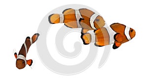 Group of Ocellaris clownfish, Amphiprion ocellaris, isolated photo