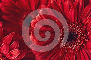 Group od red gerberas, macro photography and flowers background