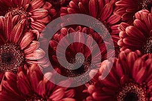 Group od red gerberas, macro photography and flowers background