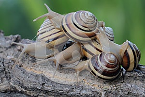 A group ofbeautiful colored tree snail ar looking for food.
