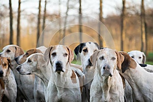 Group off drag hunting dogs waiting in a field during the meet. Fox hunt event.