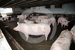 Group ofmighty pregnant sows laying on fresh hay in the barn photo