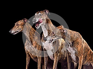 Group og three greyhound dogs