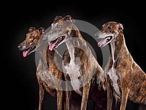 Group og three greyhound dogs