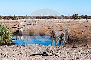 A group ol Large African Land Mammals near a waterhole in Etosha