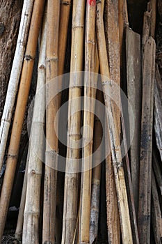 A group of old bamboo stalks