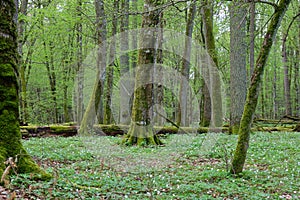 Group of old English Oak trees in spring