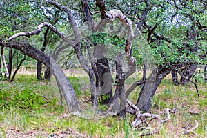 Group of old Live Oak trees in pasture.