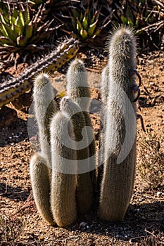 Group of Old Man Cactus