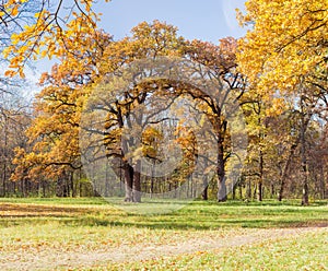 Group of the old oaks in the autumn park