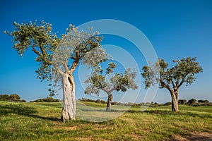 Group of old olive trees