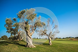 Group of old olive trees