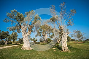 Group of old olive trees