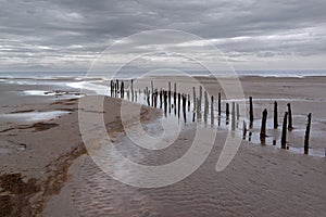 Group of old wood posts in Mersehead Sands, Dumfries and Galloway, Scotland