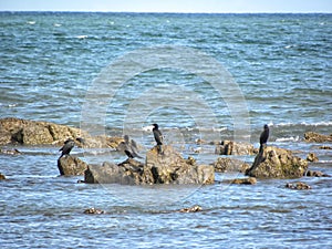 A group of olivaceous cormorants photo