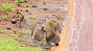 Group of Olive Baboons drinking from a puddle