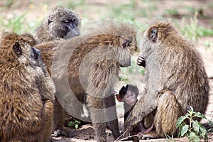 Group of Olive Baboons protecting a baby