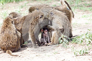 Group of Olive Baboons protecting a baby