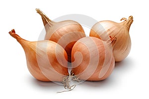 Group of onion bulbs on white background