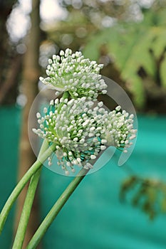 A group of Onion flowersAllium cepa blooming in a botanical garden with bokhe background